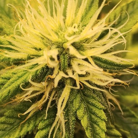 Ana growlog timeline photo