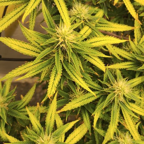 Ana growlog timeline photo