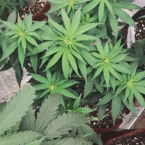 Girl scoout cokies growlog timeline photo