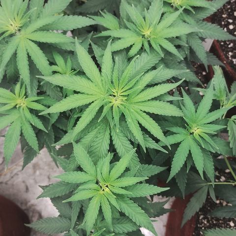 Girl scoout cokies growlog timeline photo
