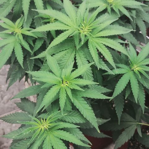 Girl scoout cokies growlog timeline photo