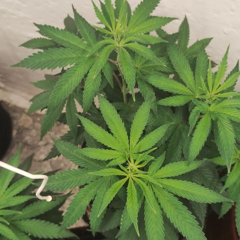 Gorilla growlog timeline photo