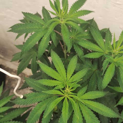 Gorilla growlog timeline photo