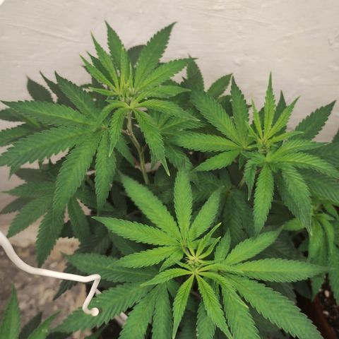 Gorilla growlog timeline photo