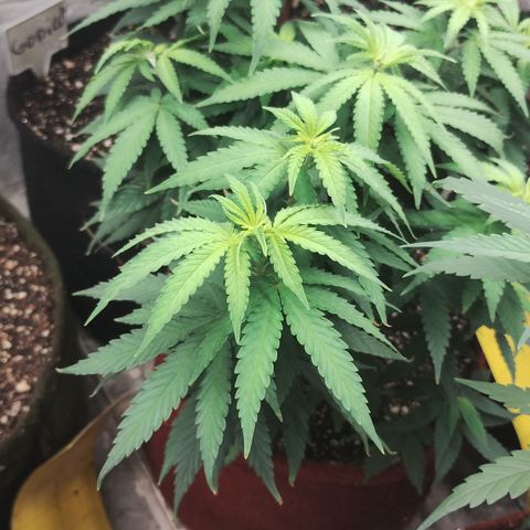 Girl scoout cokies growlog timeline photo