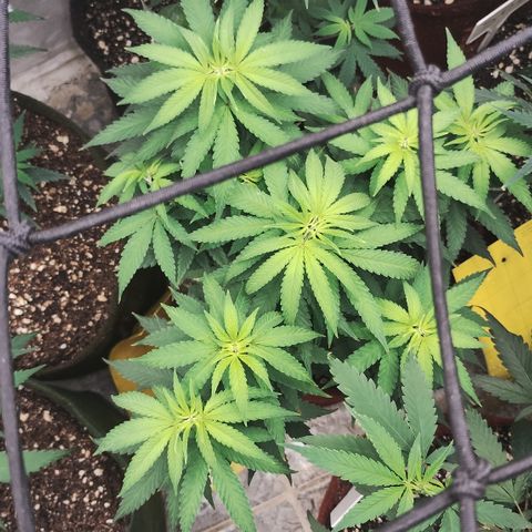 Girl scoout cokies growlog timeline photo