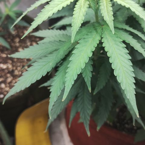 Girl scoout cokies growlog timeline photo
