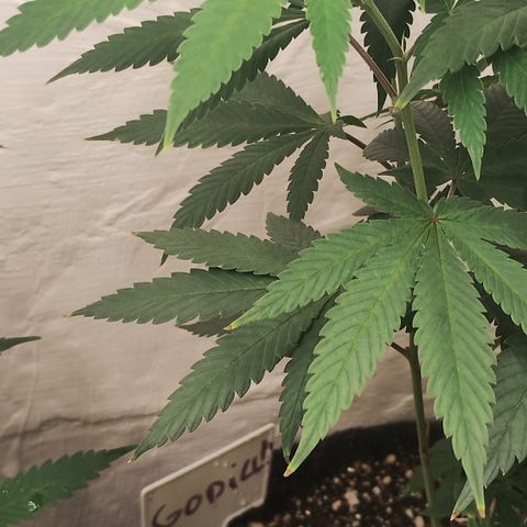 Gorilla growlog timeline photo