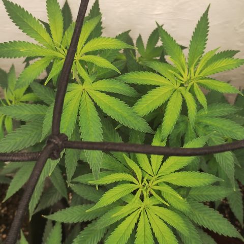 Gorilla growlog timeline photo