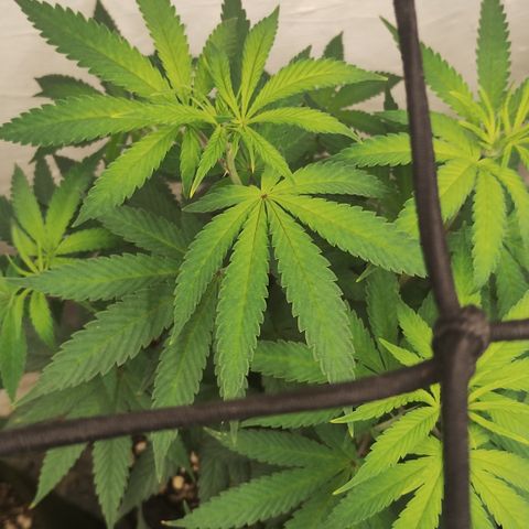 Gorilla growlog timeline photo