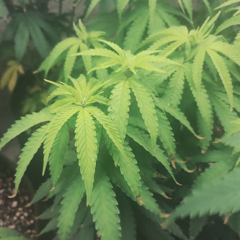 Girl scoout cokies growlog timeline photo