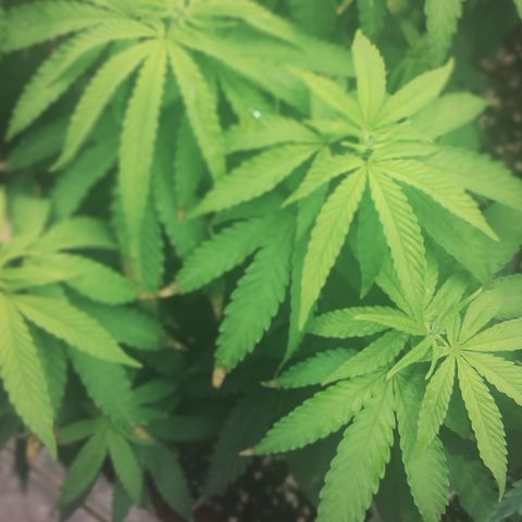 Girl scoout cokies growlog timeline photo