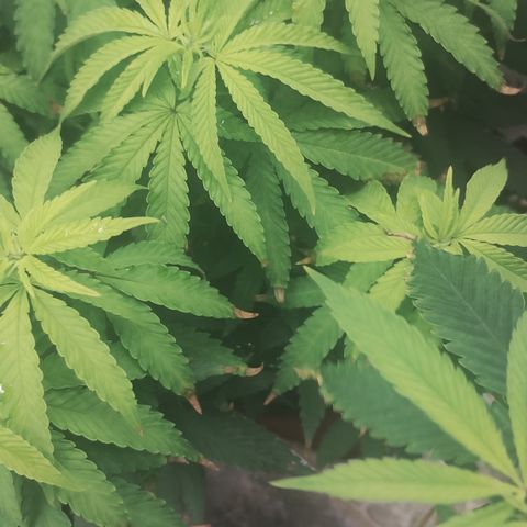 Girl scoout cokies growlog timeline photo
