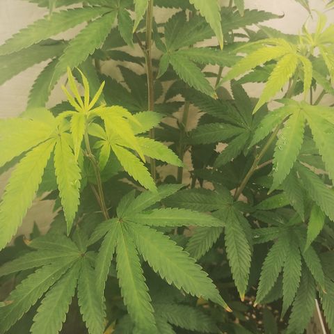 Gorilla growlog timeline photo