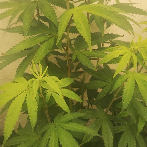 Gorilla growlog timeline photo