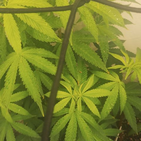 Gorilla growlog timeline photo
