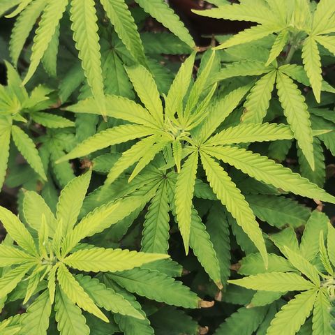 Girl scoout cokies growlog timeline photo