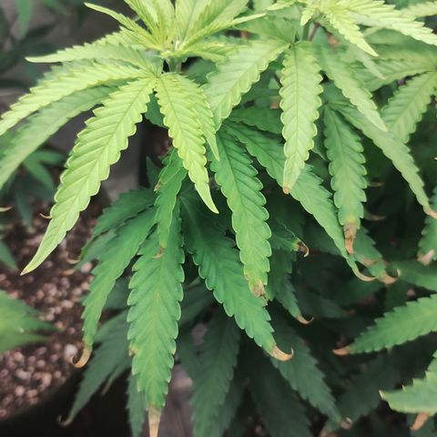Girl scoout cokies growlog timeline photo
