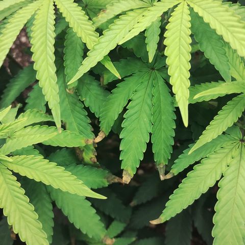 Girl scoout cokies growlog timeline photo