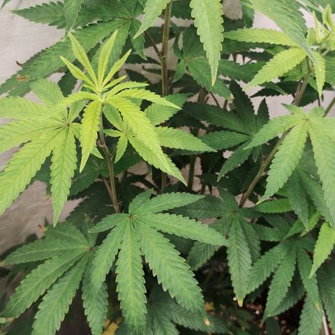 Gorilla growlog timeline photo