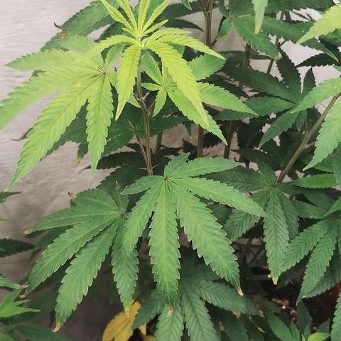 Gorilla growlog timeline photo