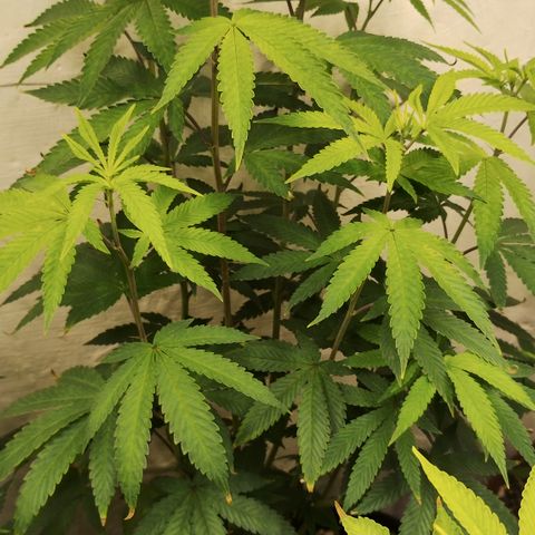 Gorilla growlog timeline photo