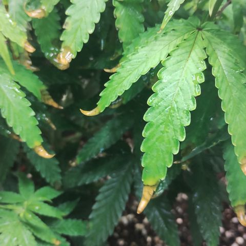 Girl scoout cokies growlog timeline photo