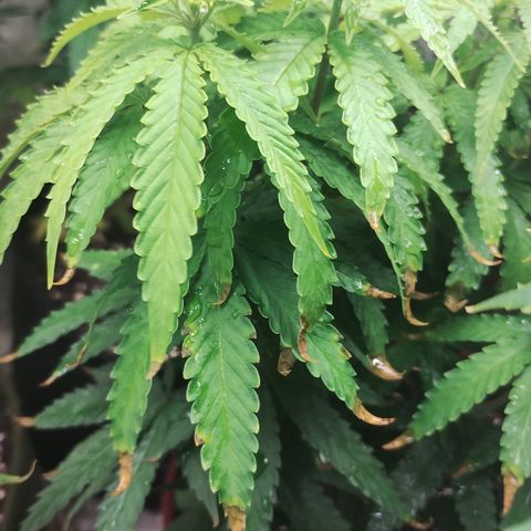 Girl scoout cokies growlog timeline photo