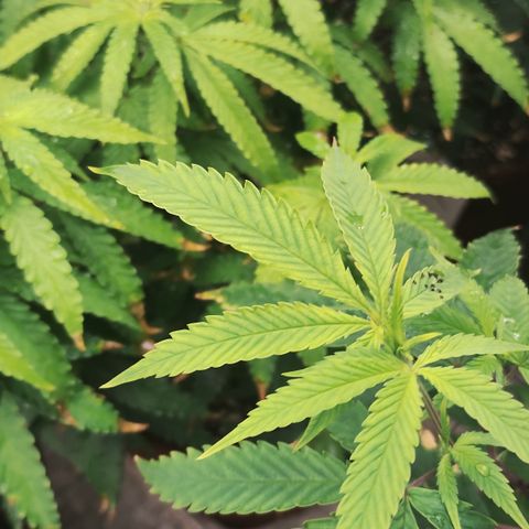 Girl scoout cokies growlog timeline photo