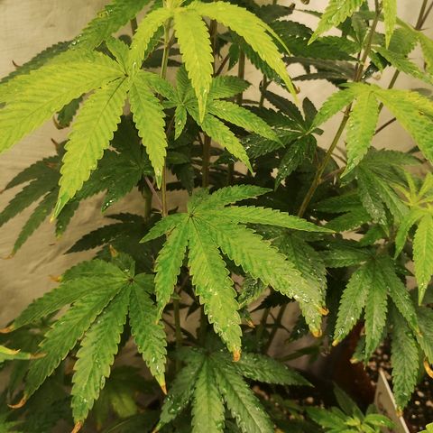 Gorilla growlog timeline photo