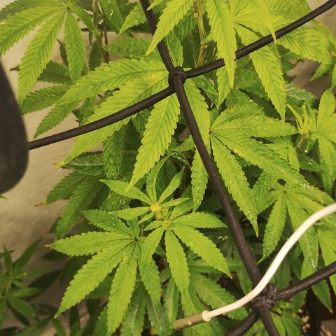 Gorilla growlog timeline photo