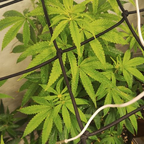 Gorilla growlog timeline photo