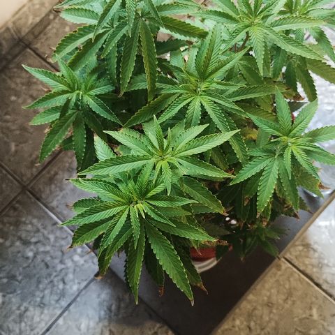 Girl scoout cokies growlog timeline photo