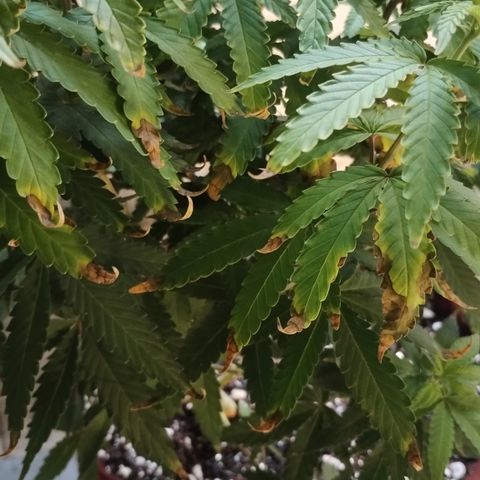 Girl scoout cokies growlog timeline photo