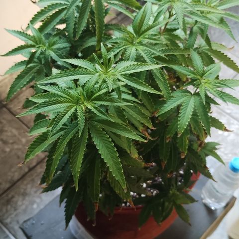 Girl scoout cokies growlog timeline photo