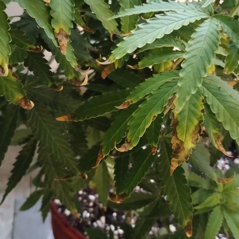 Girl scoout cokies growlog timeline photo
