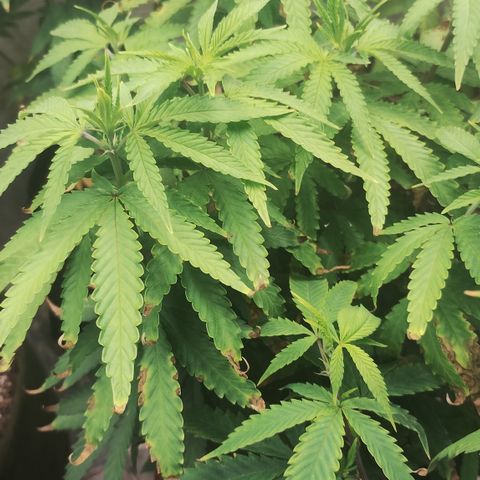 Girl scoout cokies growlog timeline photo