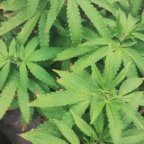 Girl scoout cokies growlog timeline photo