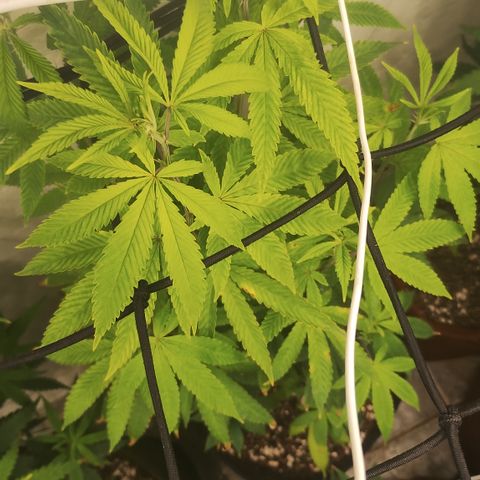 Gorilla growlog timeline photo
