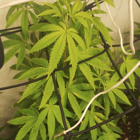 Gorilla growlog timeline photo