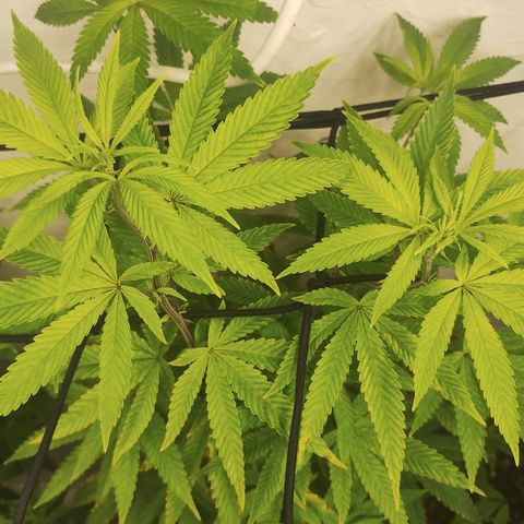 Gorilla growlog timeline photo