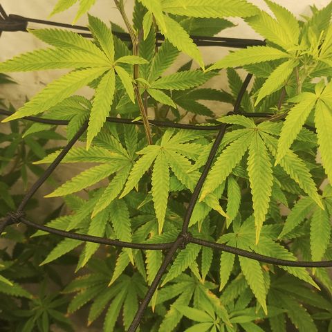 Gorilla growlog timeline photo
