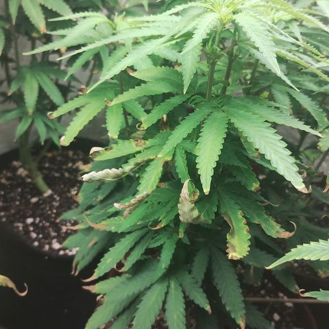 Girl scoout cokies growlog timeline photo