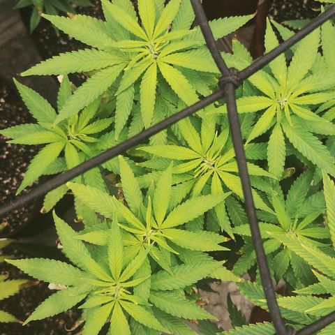 Girl scoout cokies growlog timeline photo