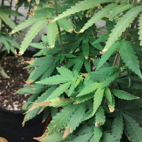 Girl scoout cokies growlog timeline photo