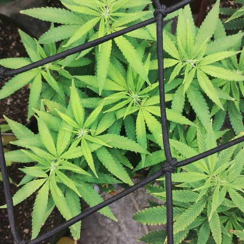 Girl scoout cokies growlog timeline photo