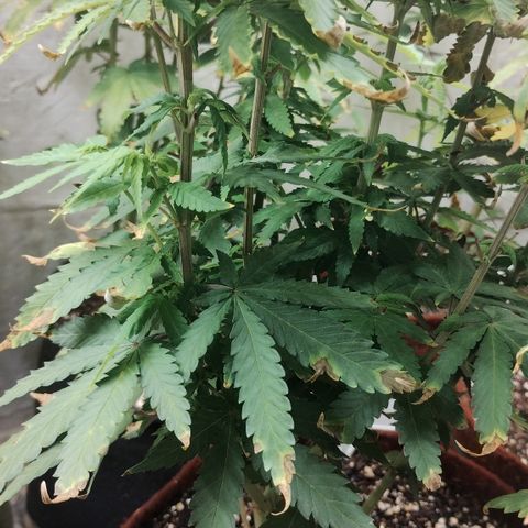 Girl scoout cokies growlog timeline photo