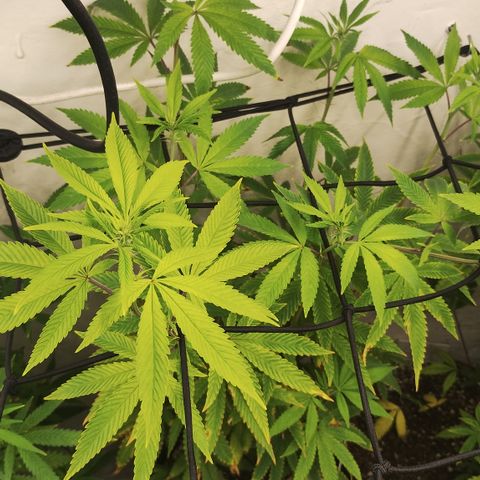 Gorilla growlog timeline photo