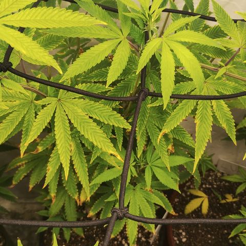 Gorilla growlog timeline photo