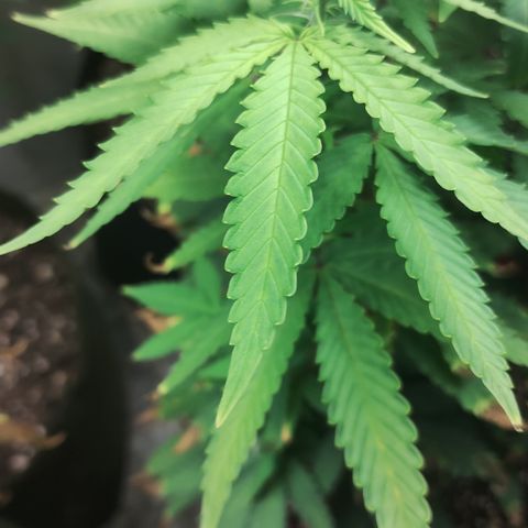 Girl scoout cokies growlog timeline photo